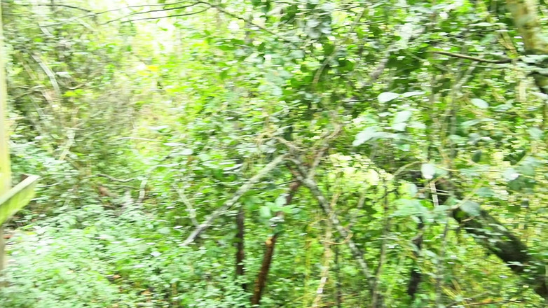 Black Swan: 木の梢の野生のまま