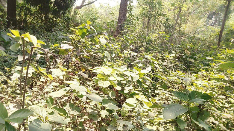 DesiDarkArt: Un Asiatique fait une branlette dans la forêt