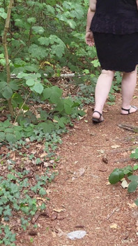 Walk in the Woods Who I Meet Today