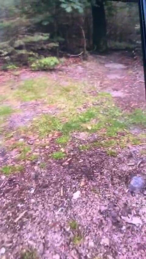 Benb Studio: Zur Strafe an einen Baum gebunden