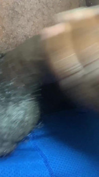 Uomo gay con cazzo nero che si masturba e sborra con un grande carico di sborra, mentre geme e dice porcate