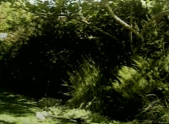 Black Jass: Busty ebony slut blows black cock and gets fucked outdoors