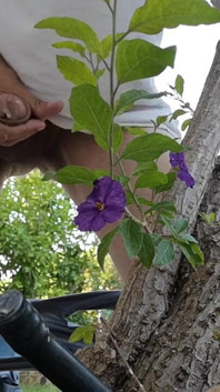 Watch Me Jerking off Outdoors While Hiding Behind a Tree