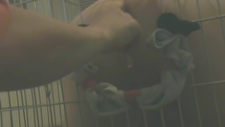 No limit cbt slave: Sklave Im Käfig Wird Anal Benutzt