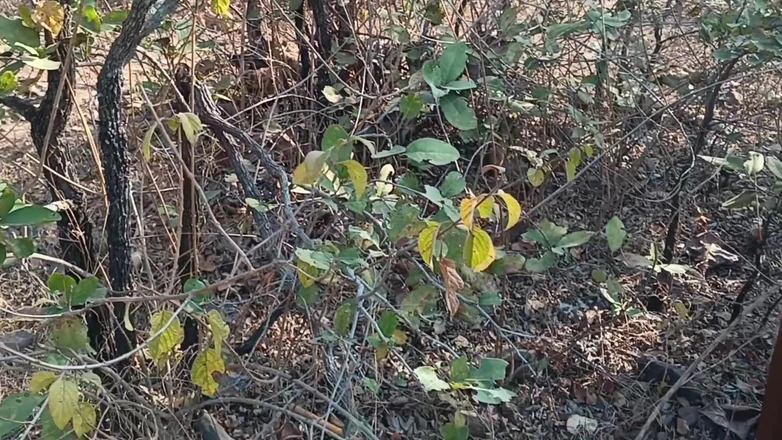 Riyadesi18: Wife Cheats on Husband in Traditional Saree Hard in Jungle...