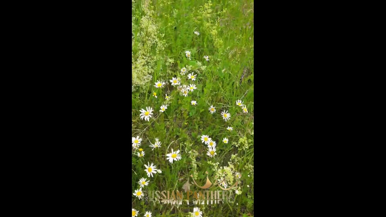 ANGELA_LADY: Desnuda milf cachonda en un campo de manzanilla se masturba,...