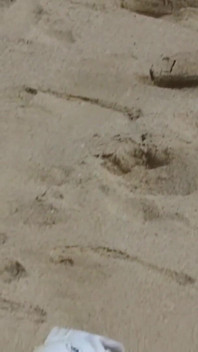 Crystal Wilder Fucked Hard on the Beach by Two Big Cocks