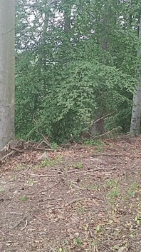 Exposition forestière : Un oiseau poursuivi dans une forêt de hêtres