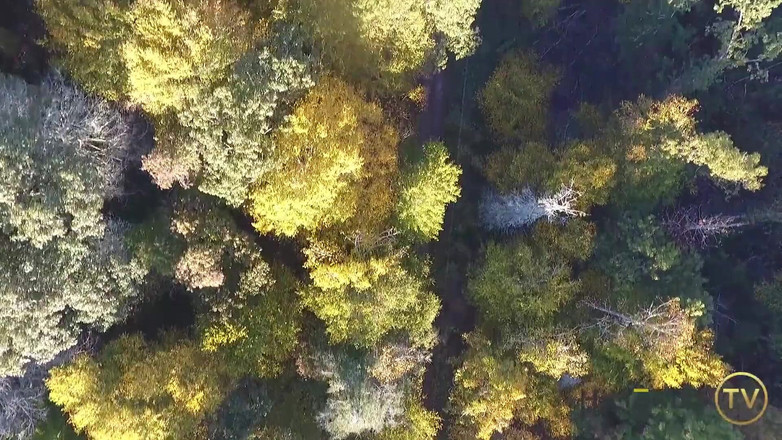 Himeros.tv: Agățare în pădure