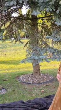 Tachinare în grădină