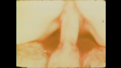 Vintage Megastore Full hd: Candida Royalle La Puerca Chupa Polla