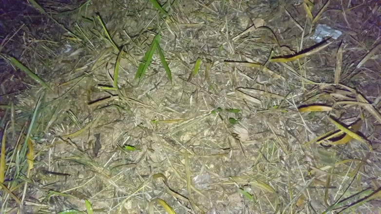 Sano lado: Mătușă nepaleză iubită noaptea sex pe la spate video audio...