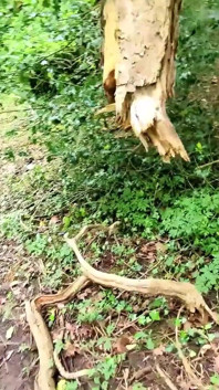 Creampied on No Contraception by a Stranger in the Woods