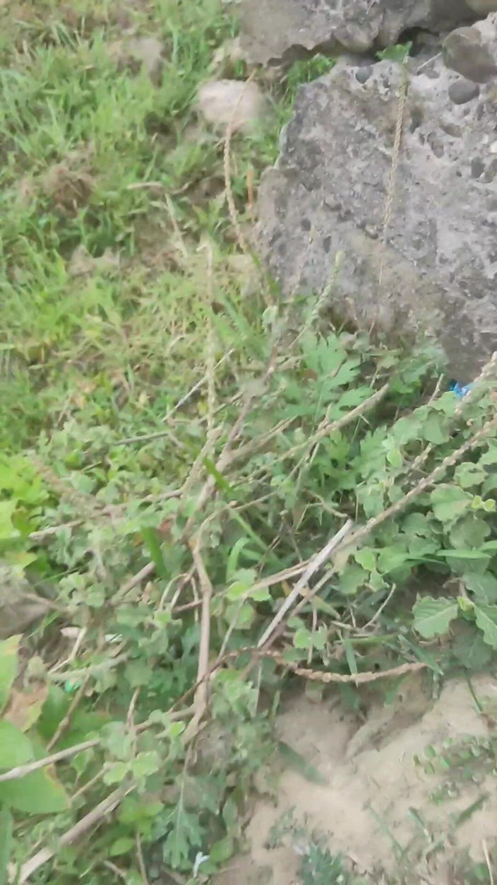 Assamesebodoboy: Indiana masturbação anal na beira da estrada ao ar livre
