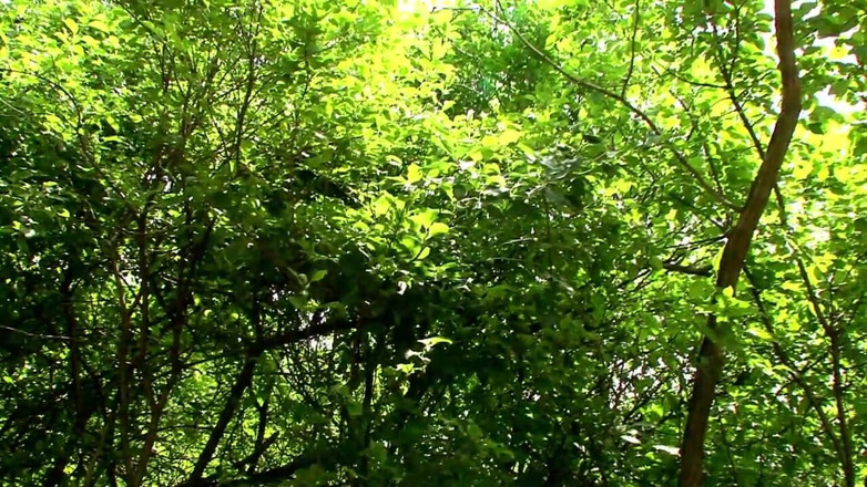 My girlfriend: 令人惊叹的金发女郎在公园里做爱