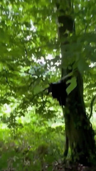 Gesichtsbesamung und riskanter Spermaspaziergang im wald