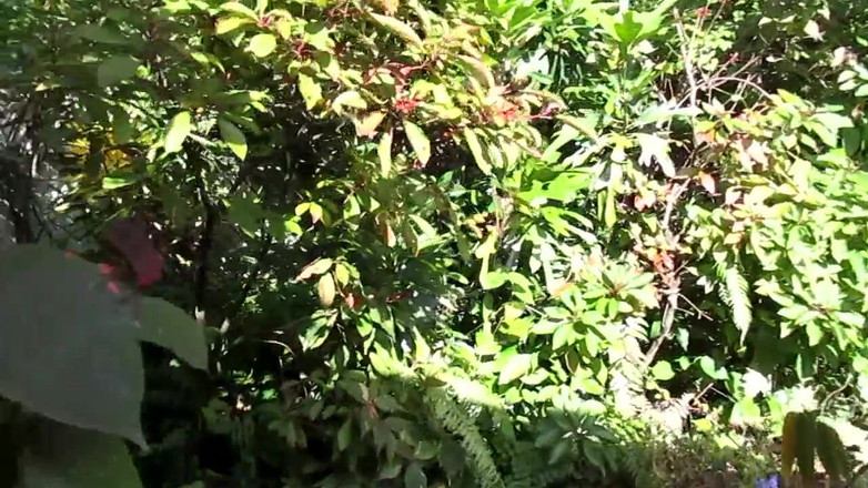 Mr hairy gardener: Visite du jardin, partie 1