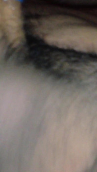 Aventurile crescatorilor negri 04