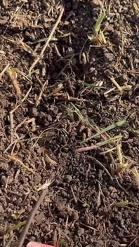 Géante jardinage devenu sauvage, elle plante un homme minuscule