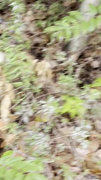 Latina Midget Munequita Enfadada Funny Outtake