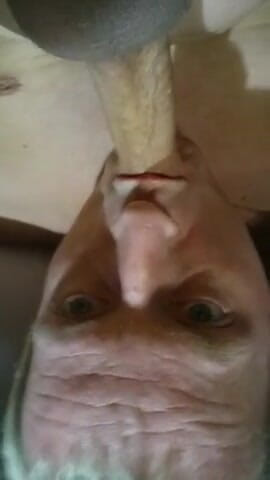 Lov2selfsuck: The Best Orgasm with Every Drop of Cum in Mouth