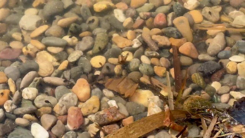 Loly Nebel Studio: Asmr Orman Göl Yürüyüşü