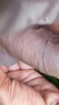 Cock Shaking Boy