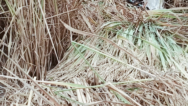 Riyadesi18: 我的妻子 riya 第一次在稻田里破封