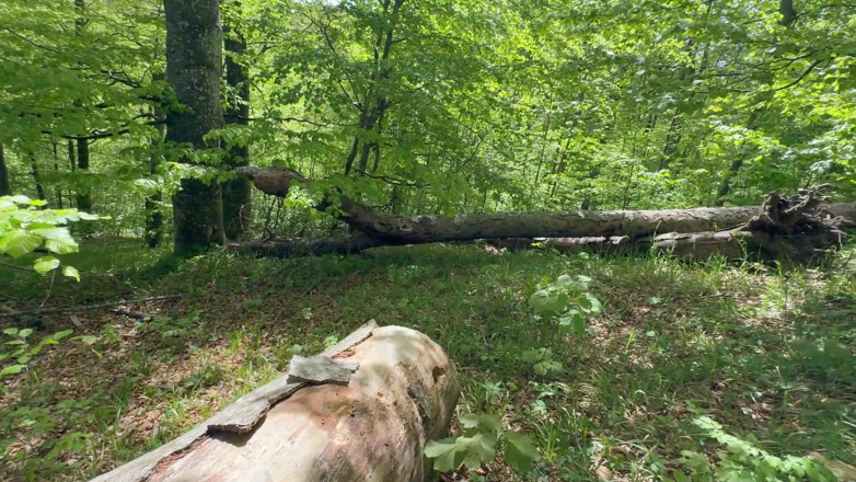 TheBublin: Forest Sex