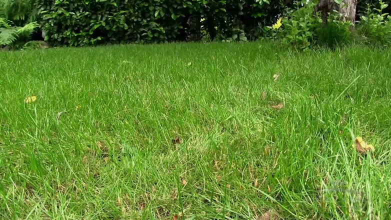 ATK Fans (Hairy): Faye laisse le vent souffler dans sa chatte moelleuse en...