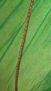 La matrigna dell'amico scopa in verde Sari con sottotitoli -1