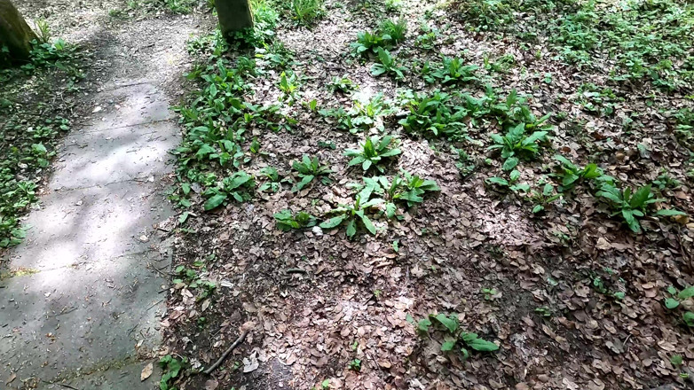Bouncy Tits Action: Beating Breasts and Whipping Labia at Picnic