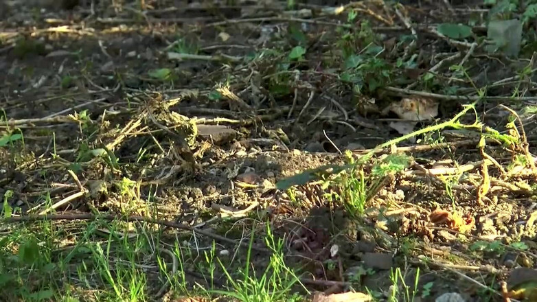 MCG Empire: Сексуальна блондинка Белла ковтає сечу і сперму після траху з великим членом