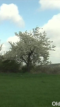 Olds fuck dolls - junge schlampe sarah sweet gibt altem mann im auto pOV-blowjob