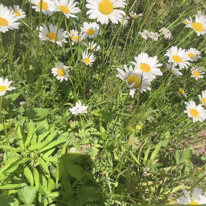 sweethanajapanese: Piss for Gardend on the Grass Beautifull