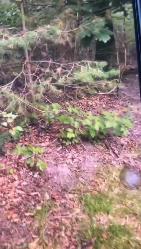 Benb Studio: 罰として木に縛られる