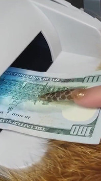 Findom: Cash Goddess Counts cash and Makes You Worship Her Cleavage and Feet
