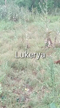 Lukerya 15.07.20