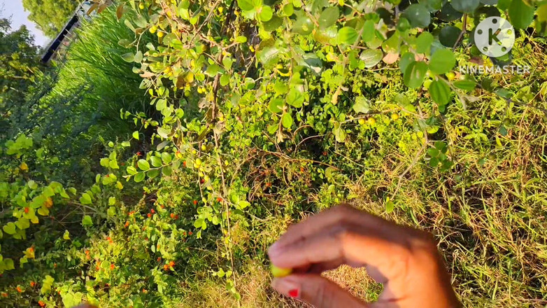 Premi pooja: Village Desi Sex