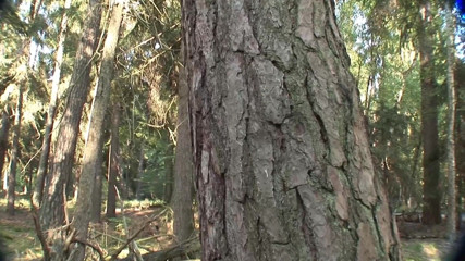 Mature Climax - 100% Mature Videos: Šukání v lese se svou maskovanou kamarádkou