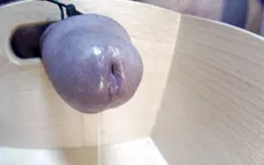 Close up cumshot 21-11-12