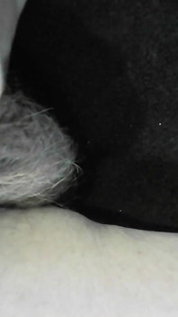 Arc of Sperm, Sólo Amatér, Fontána