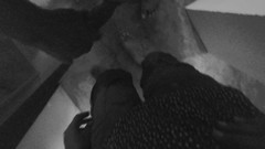 Tina Baby: Desi coppia cazzo