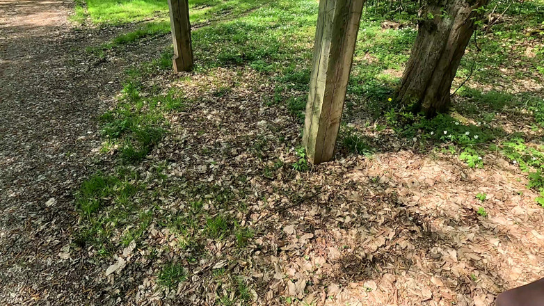 Bouncy Tits Action: Galet dans la forêt