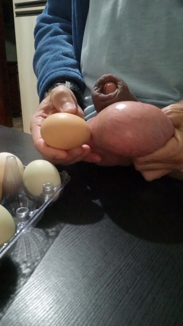 Measuring and Eggs Comparing (Lion big balls) Measuring and Eggs Comparing (Lion big balls)