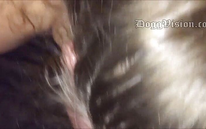 DoggVision: Behaartes arschloch, pOV und gesichtsbesamung