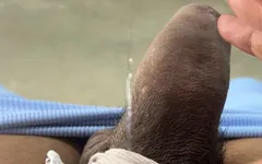 Sütlü suyun tadı farklı