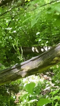 Ormanda Seks, Iki. Bölüm 1. Orijinal 4K Versiyonu