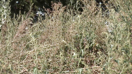 Porn XN: Starsza dama zawsze chce się zerżnąć w swoją chętną i...