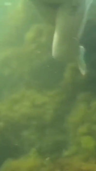 Zwemmen en tonen in de zee